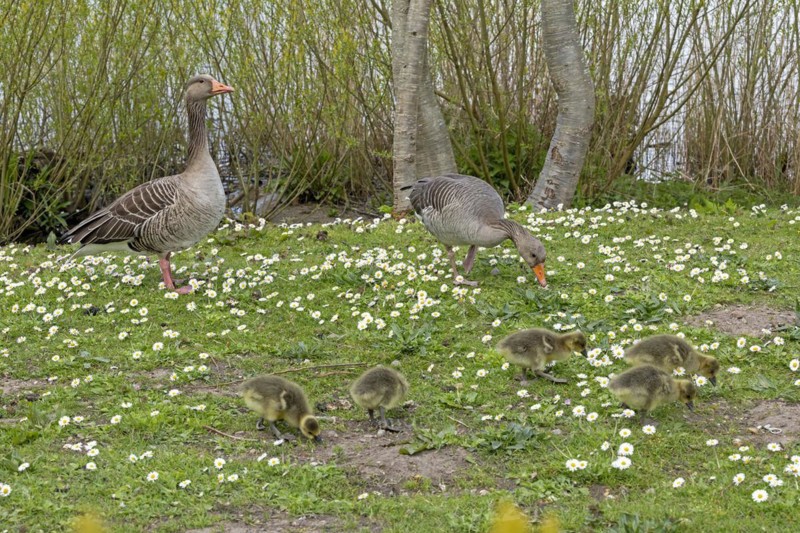 Greylag geese