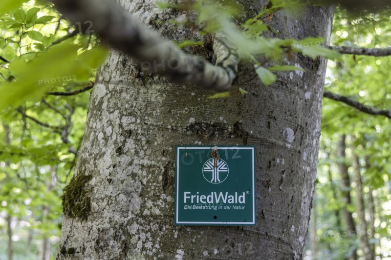 FriedWald