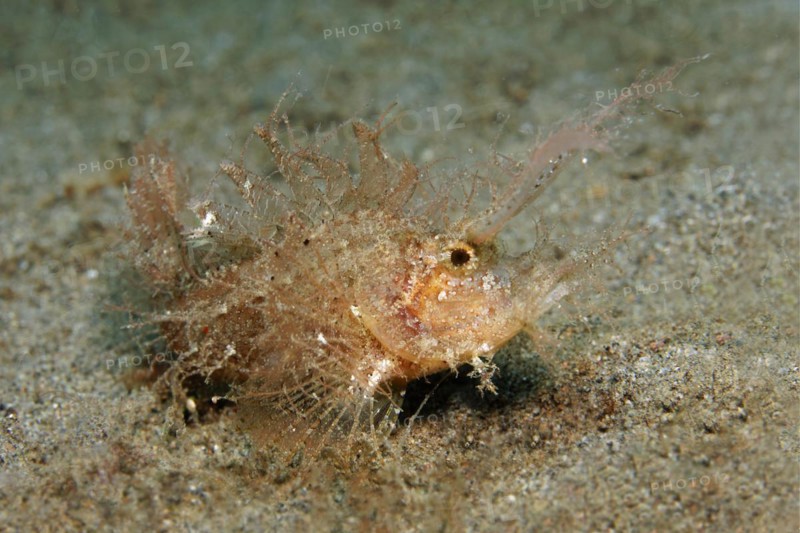 Ambon scorpionfish