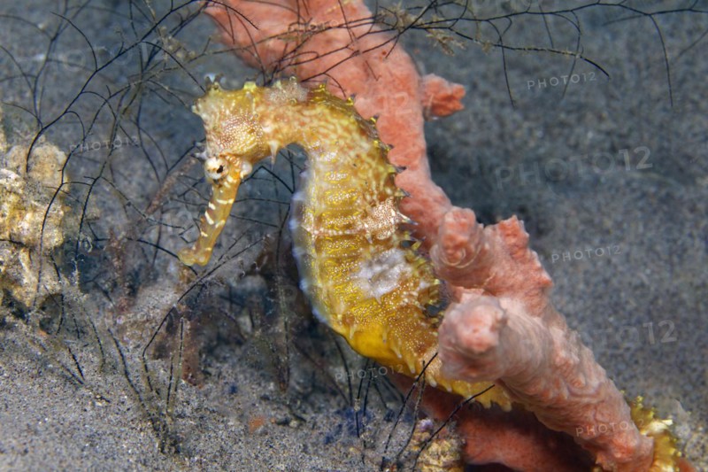 Spiny seahorse