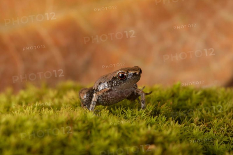 Dwarf Madagascar English frog