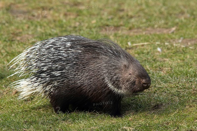 Crested porcupine