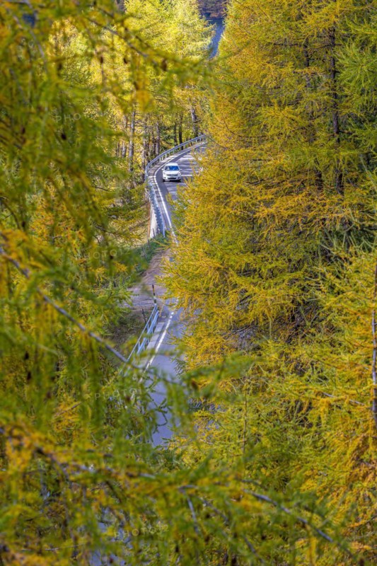 Yellow-coloured larches in autumn at Lake Palpuogna