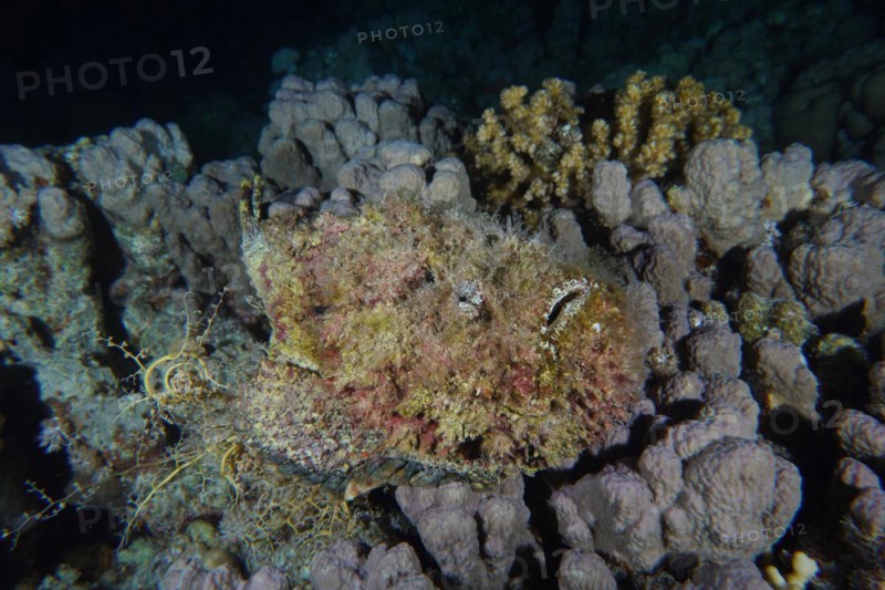Reef stonefish