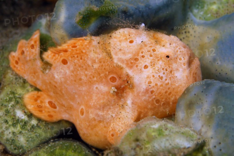 Painted frogfish
