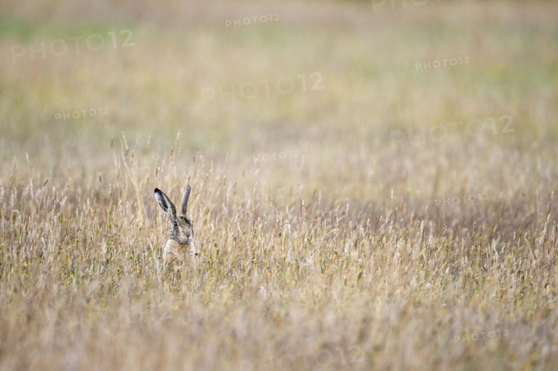 European brown hare