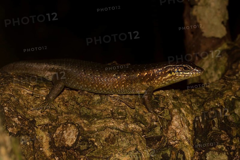 Madagascar girdled lizard