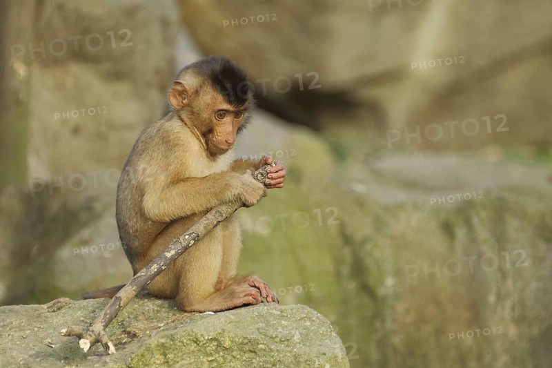 Young pigmy monkey