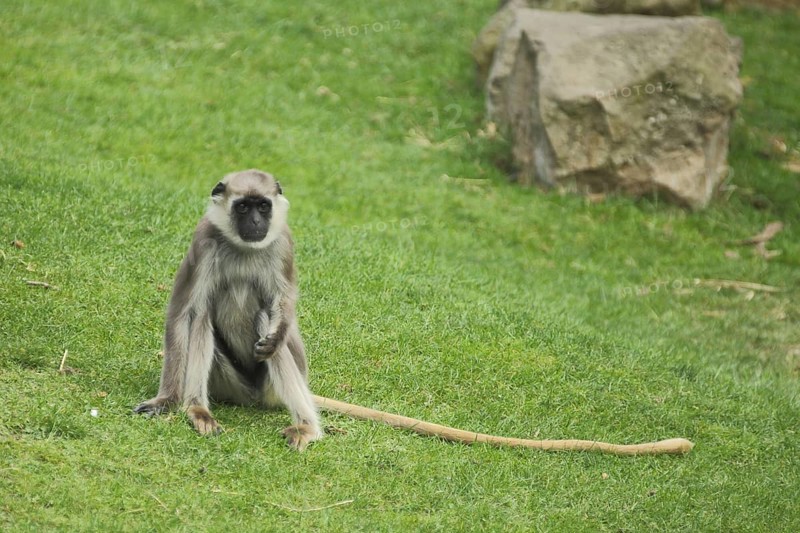 Northern plains gray langur