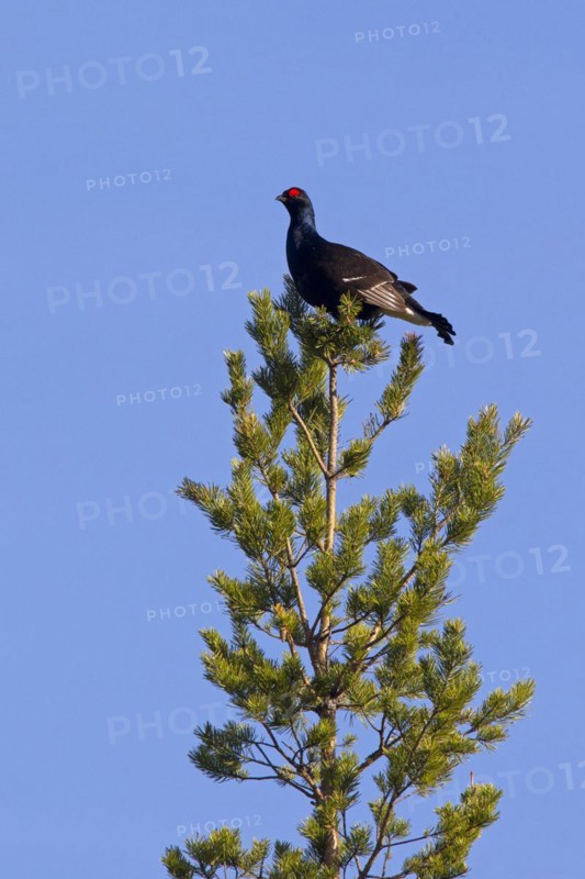 Black grouse