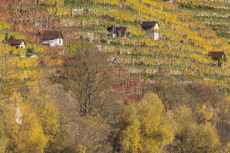 Vineyard cottage in the vineyards above the Neckar