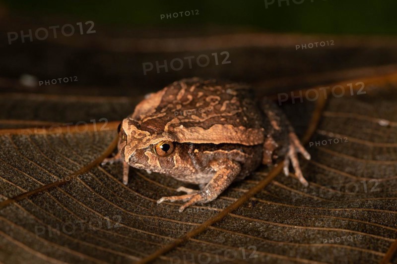 Juvenile