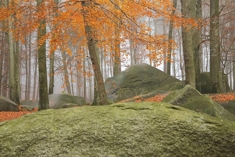 Autumn forest with rocks and stones