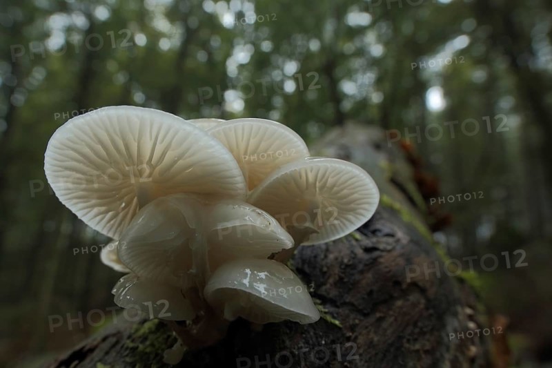 Beech slime