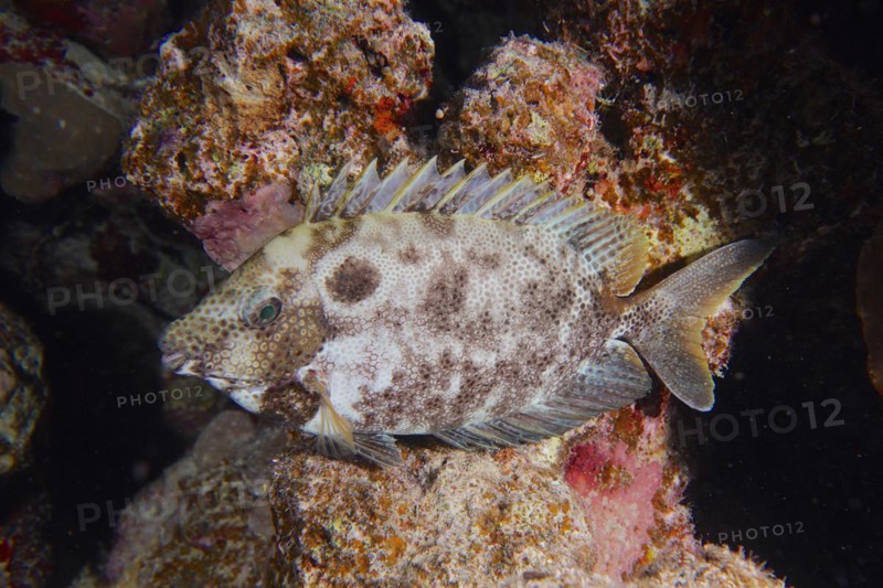 Spotted rabbitfish