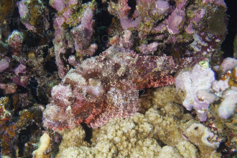 Tassled scorpionfish