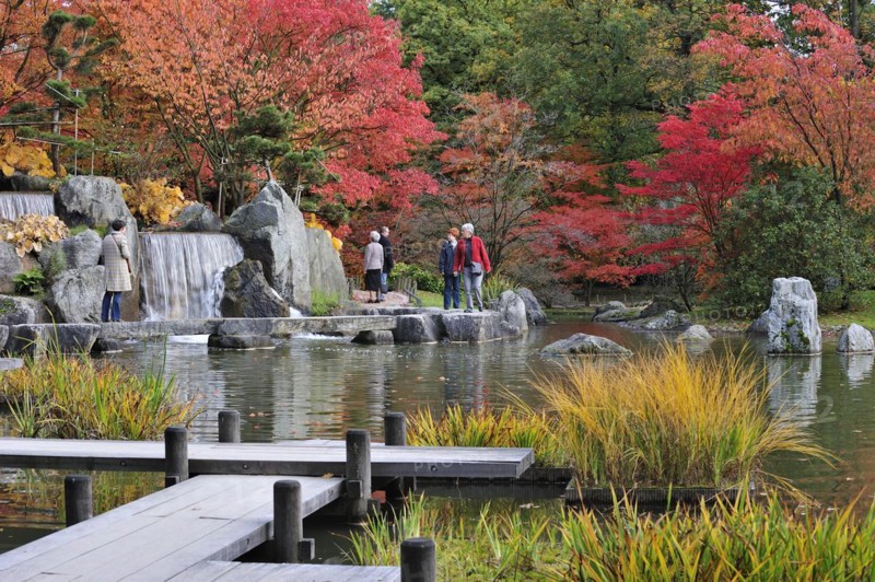 Tourists walking along pond with waterfall and Smooth Japanese maples