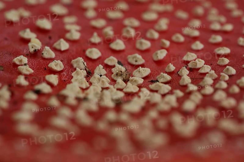 Hat of fly agaric