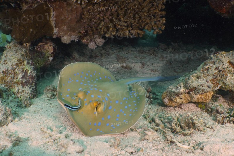 Bluespotted ribbontail ray