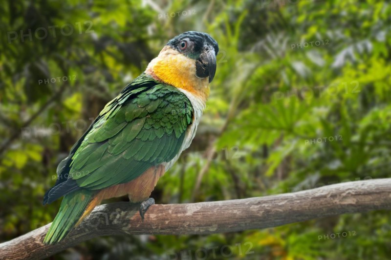 Black-headed parrot