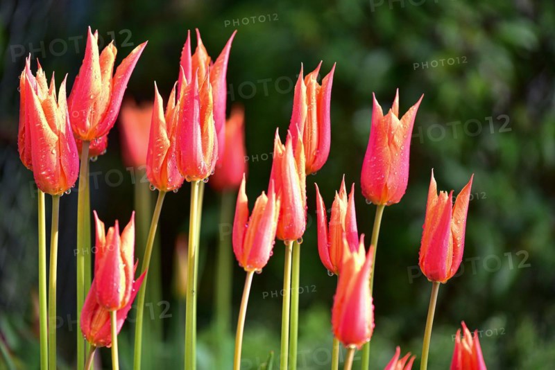 Red tulips