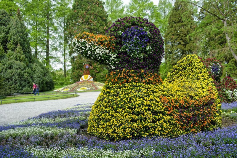 Duck and peacock