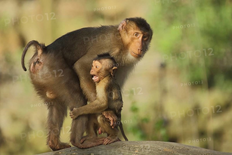 Pigmy monkey