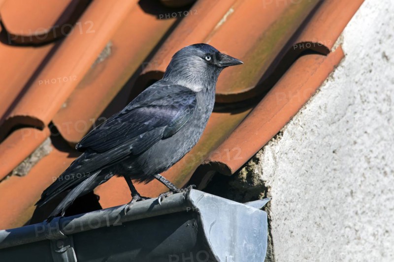 Western Jackdaw