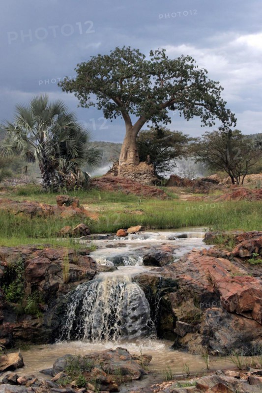 Palm trees and baobab
