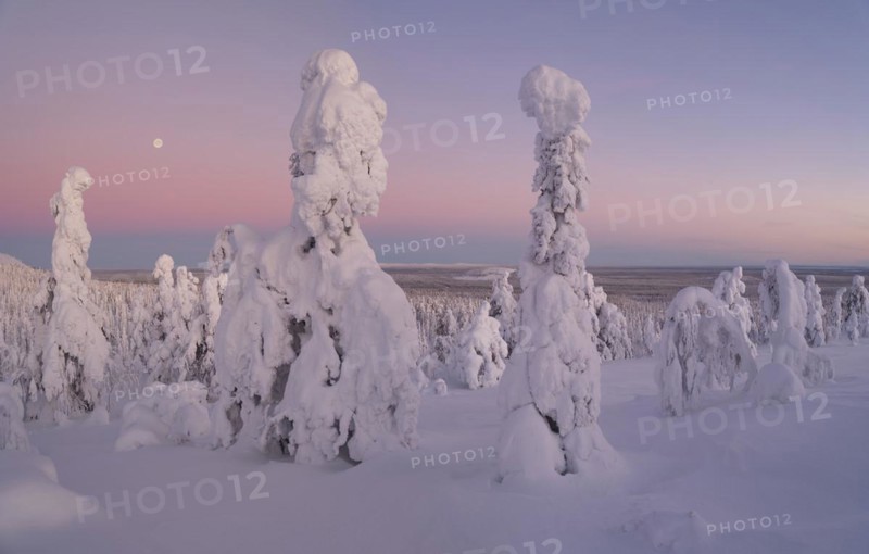 Full moon with day-night boundary and snow-covered trees over Pyhae-Luosto National Park