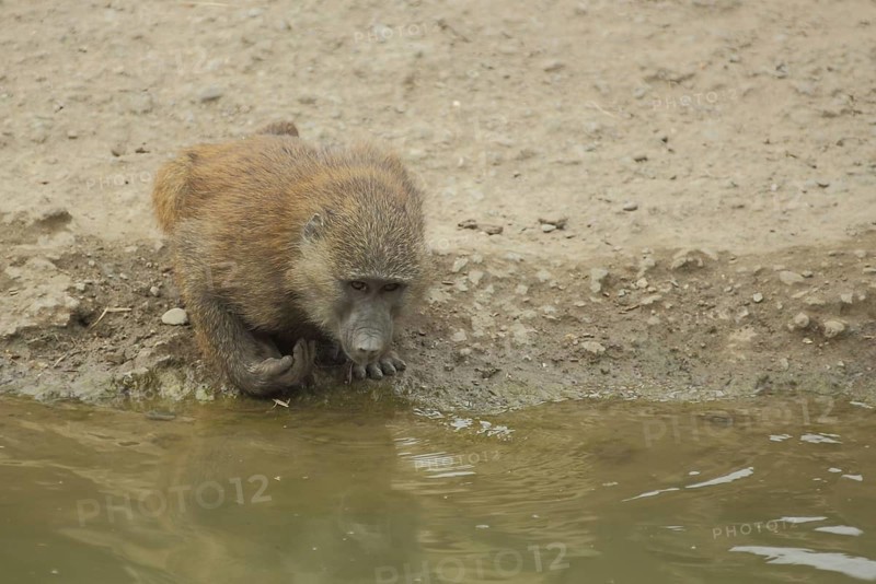 Anubis baboon