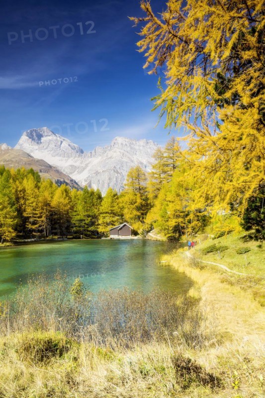 Yellow-coloured larches in autumn at Lake Palpuogna