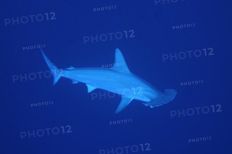 Scalloped hammerhead