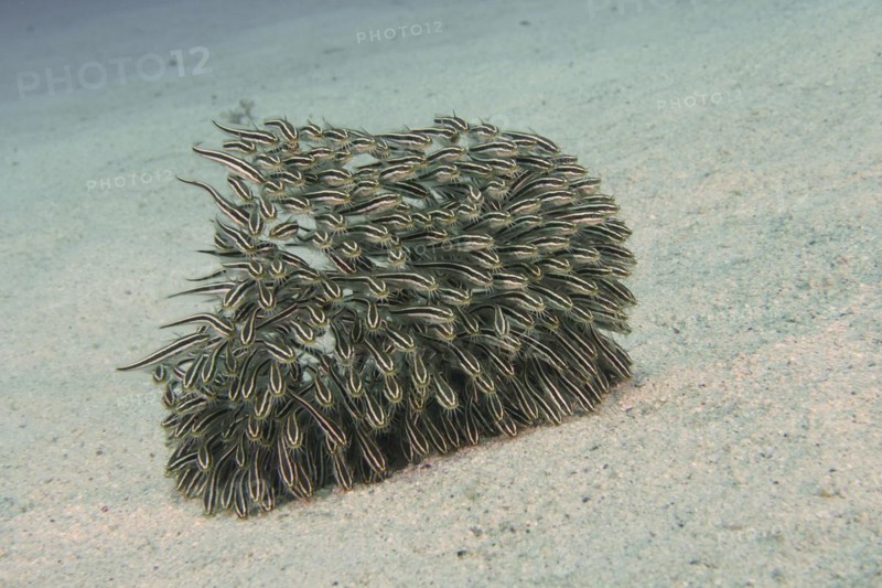 Group of juvenile striped eel catfish