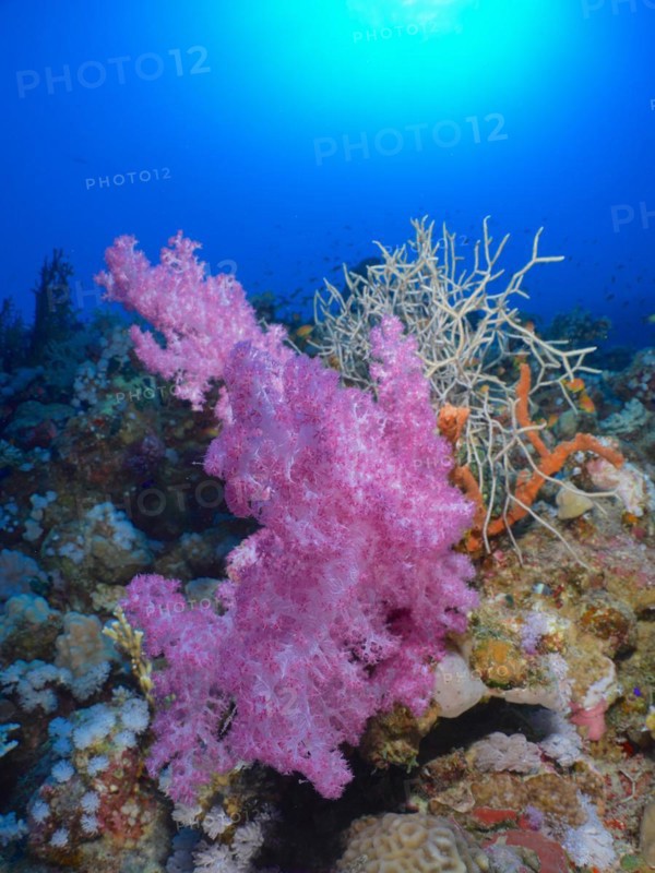 Hemprich's Tree Coral