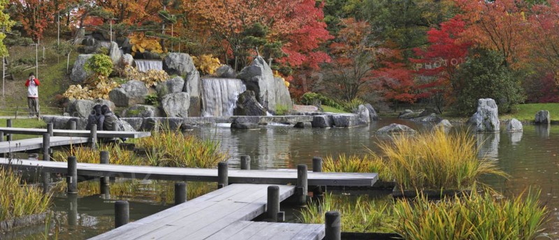 Tourists walking along pond with waterfall and Smooth Japanese maples
