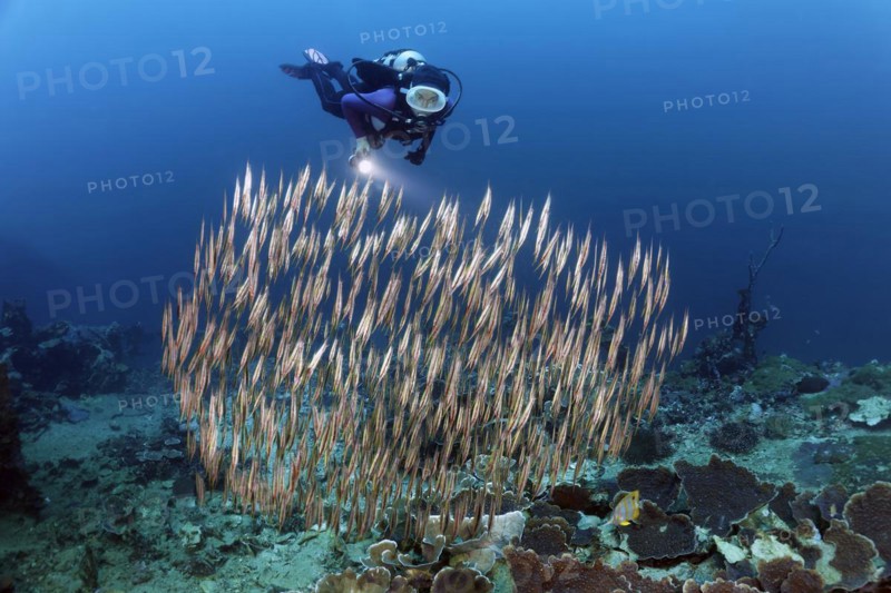 Diver
