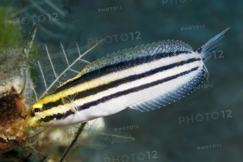 Striped mimicry blenny