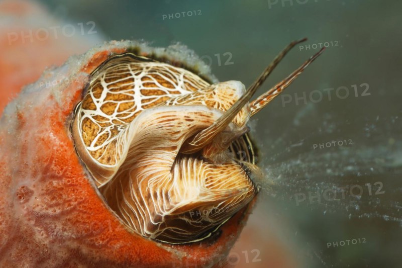 Worm snail