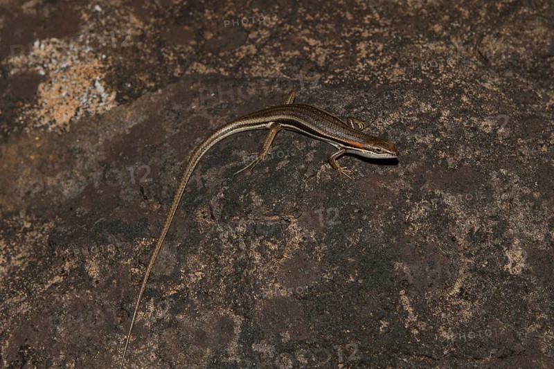 Skink