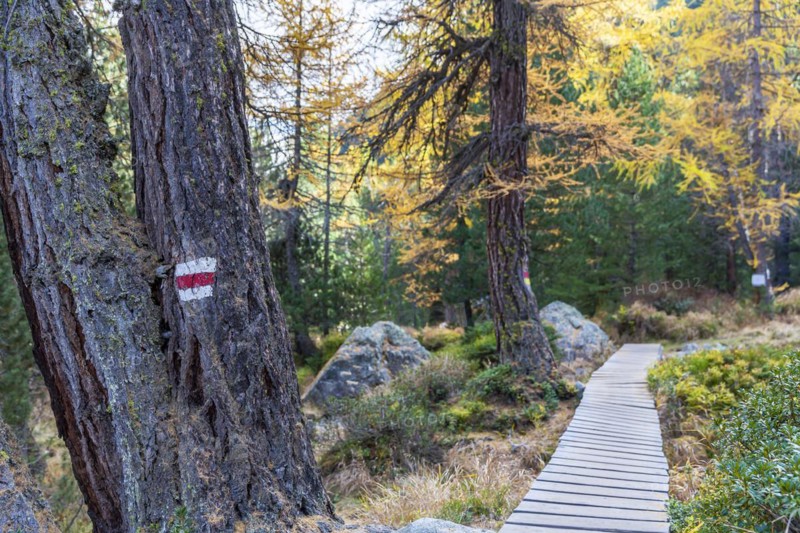 Yellow coloured larches in autumn at Lake Palpuogna