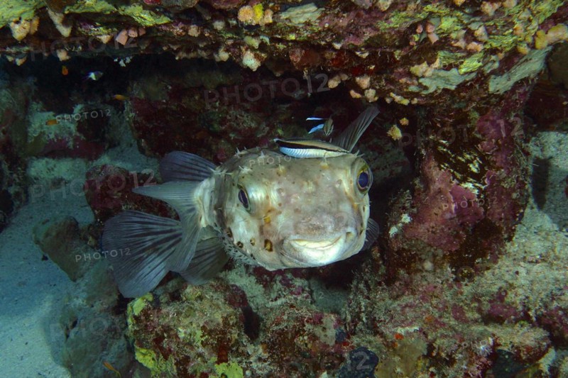 Spotbase burrfish