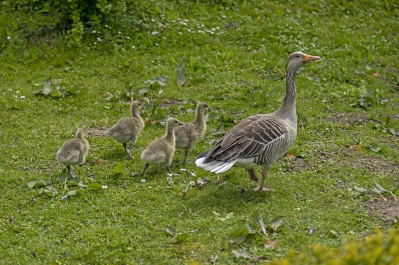 Greylag goose