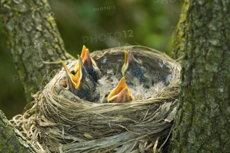 Newly hatched American Robin chicks in the nest