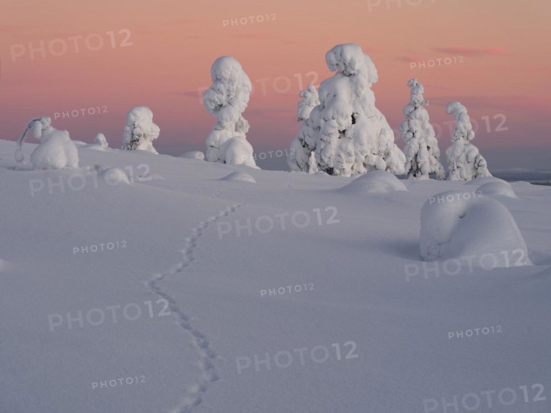 Dawn and snow-covered trees in Pyhae-Luosto National Park