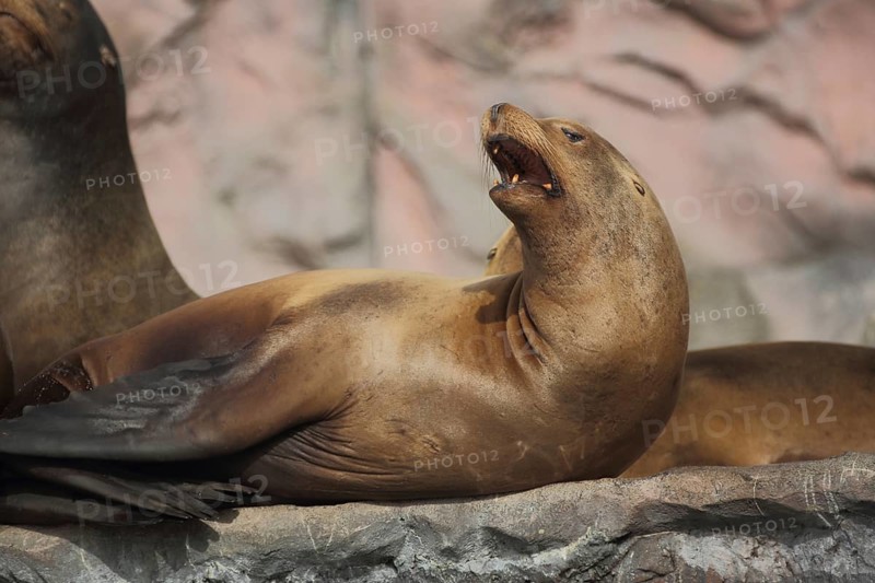 California sea lion