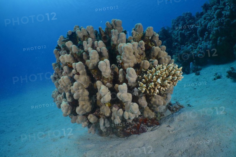 Solid pore coral