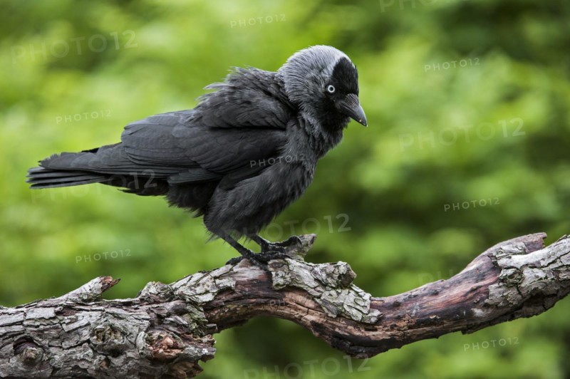 Aggressive Western Jackdaw