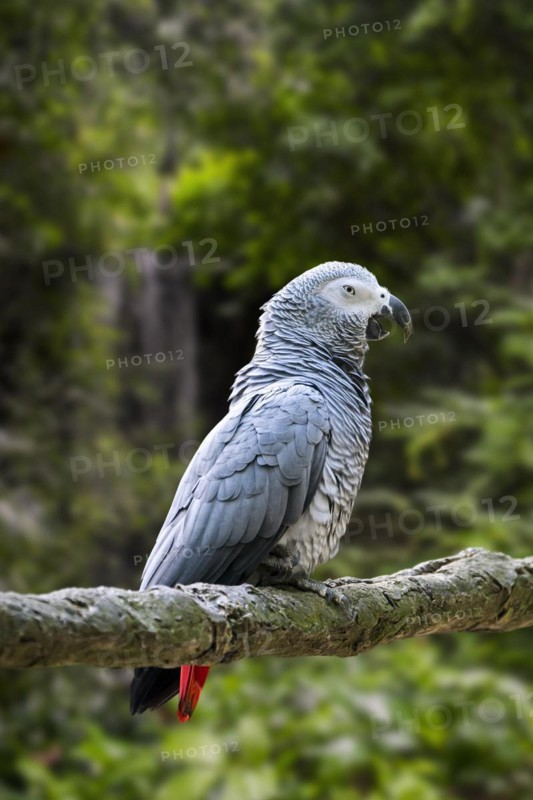 Congo grey parrot