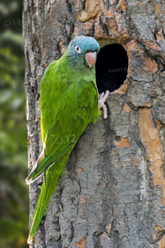 Blue-crowned parakeet